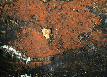 Ziegelrote Kohlenbeere (Hypoxylon rubiginosum) - © Heinz Prelicz